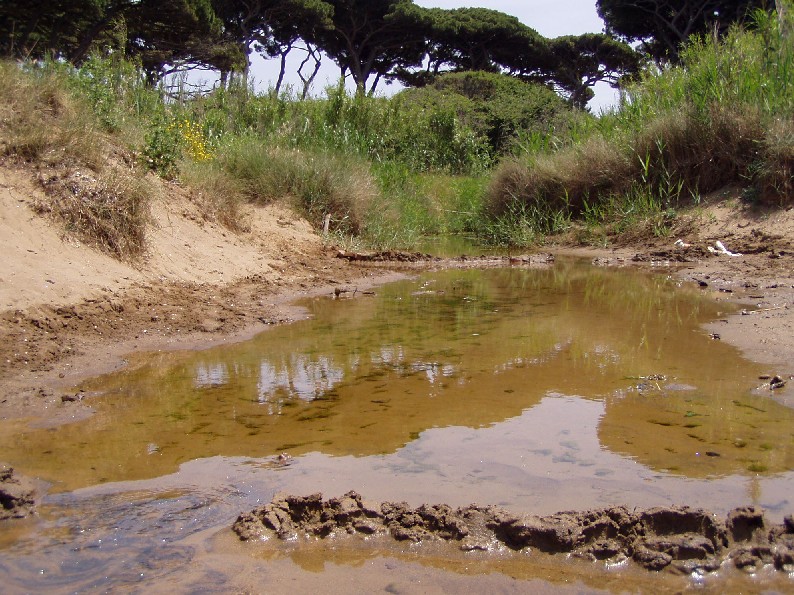 I fossi e lo stagno di Baratti (Piombino - LI)